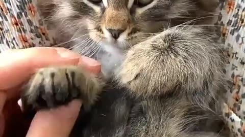 Cute pet