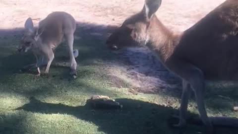 Loot at the Baby Kanguroo!! The baby kangaroo wants to go into the Mom