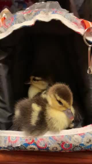 Baby Sit Ducklings