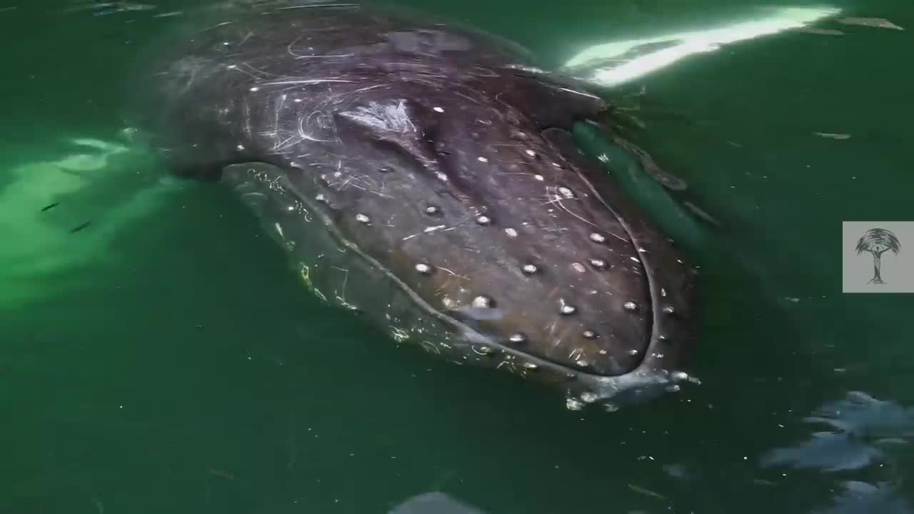 Clever Humpback Whale Pops Up for a Snack