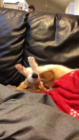 Sleepy corgi puppy wakes up for hooman