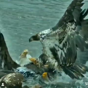 CHẤT LƯỢNG QUYẾT ĐỊNH GIỐNG NHƯ MỌI THỜI ĐIỂM TỐT ĐỂ CHIM ĐẠI BÀN TẤN CÔNG 🇺🇸THE QUALITY OF DECISION IS LIKE THE WELL-TIMED SWOOP OF A FALCON WHICH ENABLES IT TO STRIKE AND DESTROY ITS VICTIM