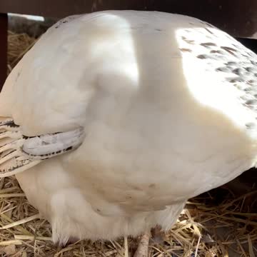 Froggy couldn't wait