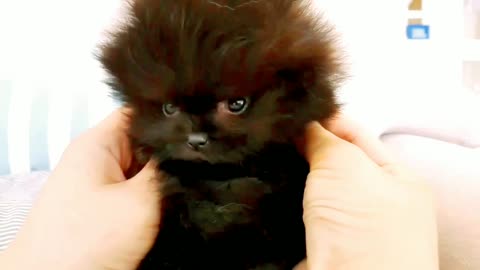 OMG 😱😳 Black Pomeranian puppy