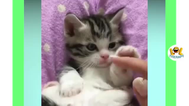 Cute kittens meowing compilation | Funny Kitten Video #27