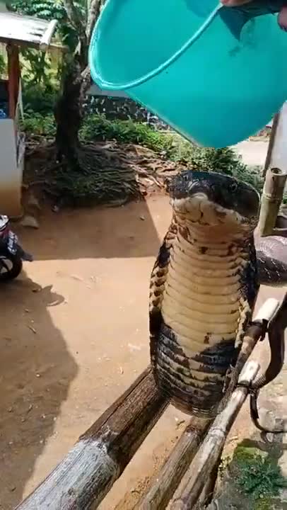 king cobra bathing and sunbathing