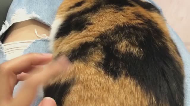 Meme cats viral