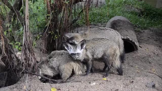 Group Of Bat-Eared Foxes