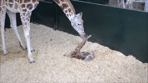 Baby Giraffes Are Awkward AnimalTV