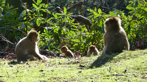 Safari Wild Life