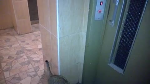 Smart cat uses elevator