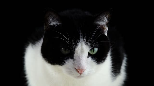 Cute π₯° cat πΊπ beautiful β€οΈ
