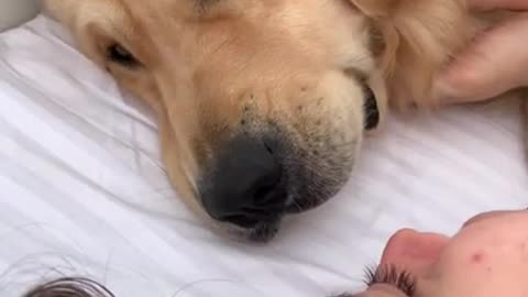 How my golden retriever wakes me up.....