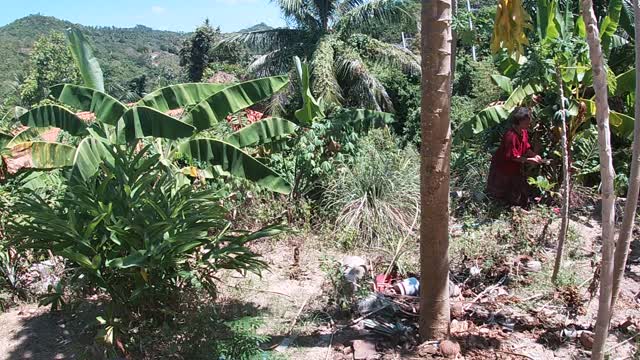 jungle products