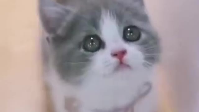 Cute Baby and Cats Playing Together - Baby and Pet Video