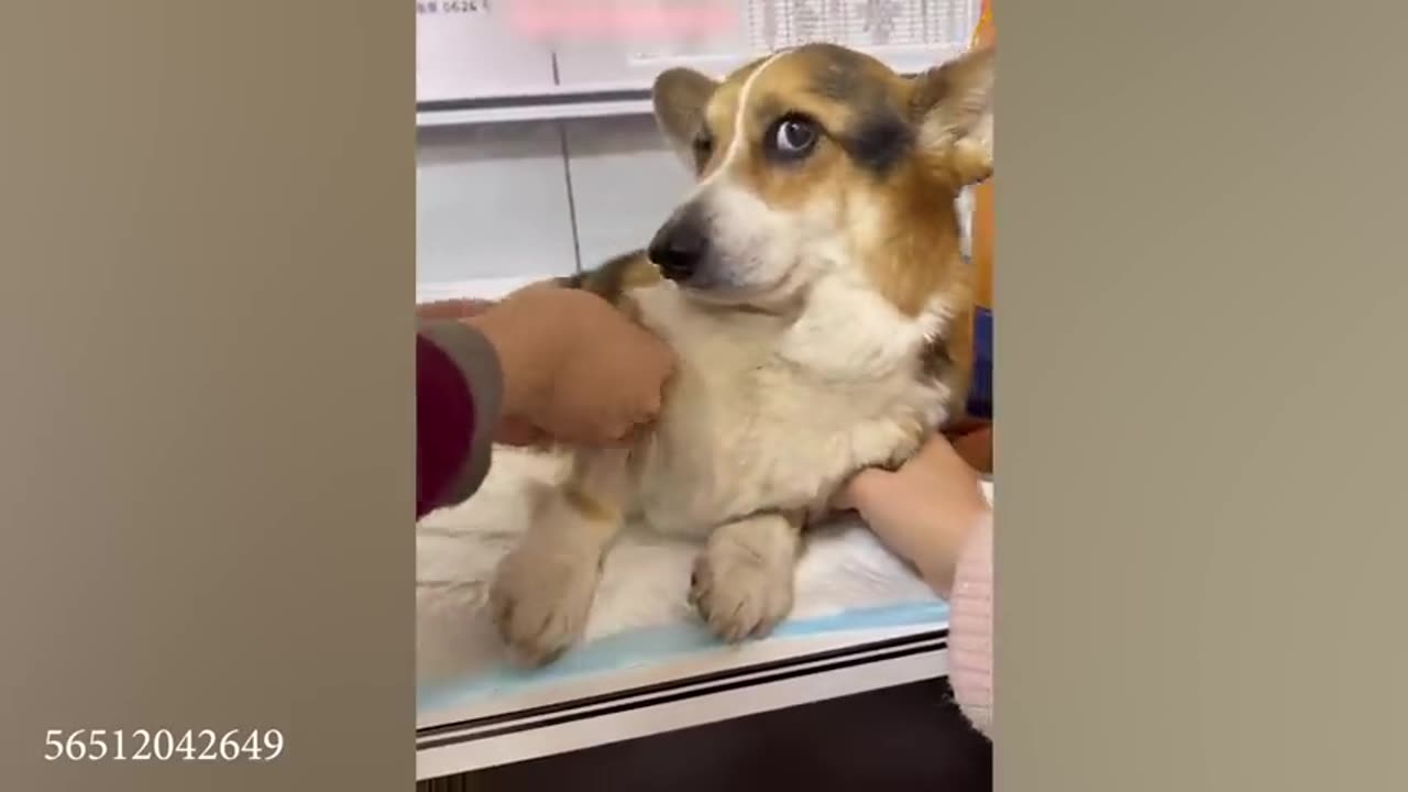 when dogs realize they are going to the vet