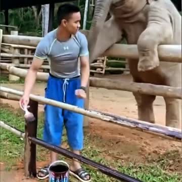 Elephant wants to play with human.