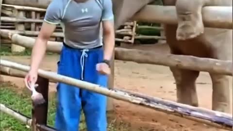 Elephant wants to play with human.
