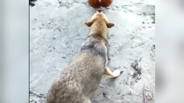 Chicken vs Dog fight 🤣 | funny animal videos