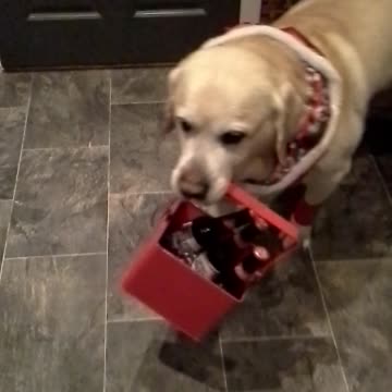 Charli-brown's a Booze-Hound