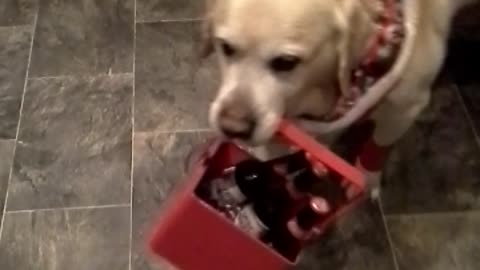 Charli-brown's a Booze-Hound