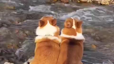 This is a corgi with a story 2