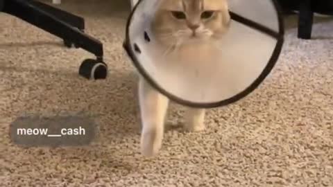 cute cat video that will make you get a cat