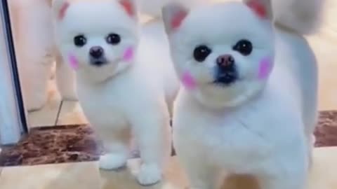 3 cute puppies