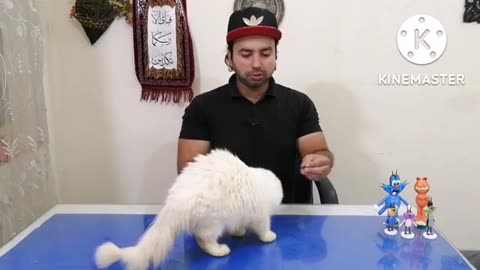 How to train your catty and cats