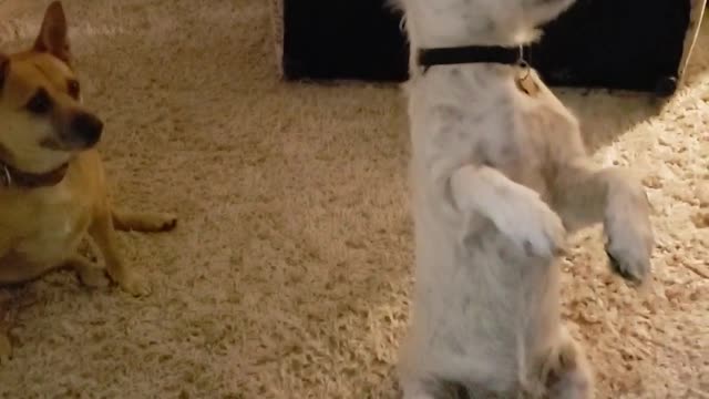 Cute doggy humorously sits like a person