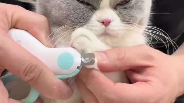 Your Lovely Cat 😻 Make you feel Happy