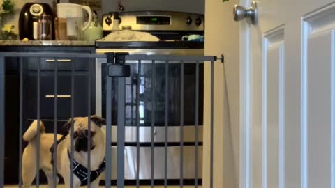 Pug Wall-Jumps Dog Gate