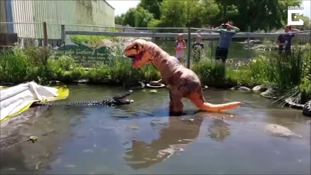 A man wear a t-rex custume try to fight with a alligator