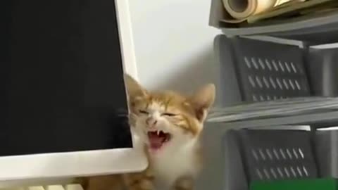 Cat Funny Video Episode 3