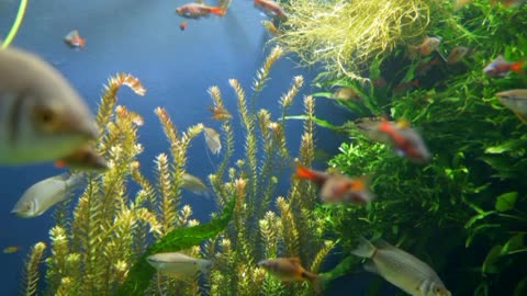 Underwater ocean fish show