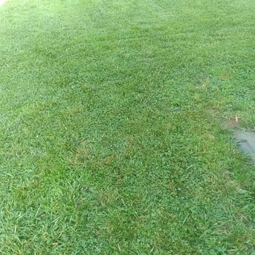 Newly Mowed "Fescue" Grass