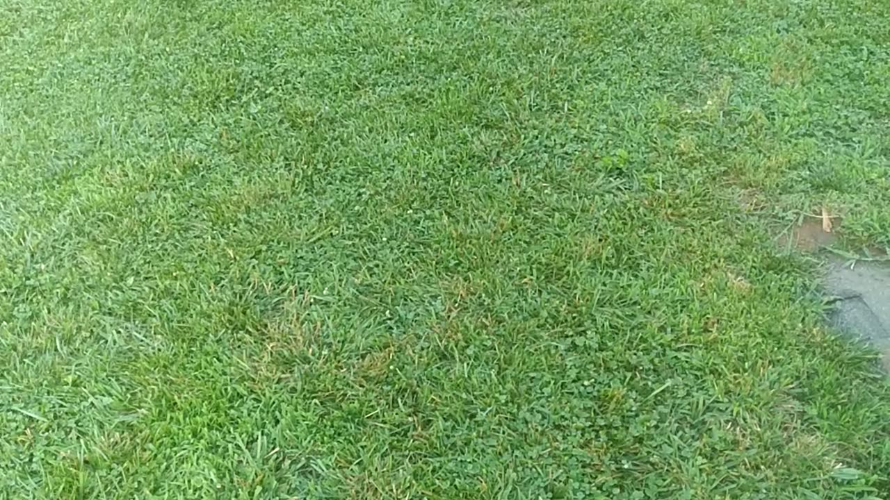 Newly Mowed "Fescue" Grass