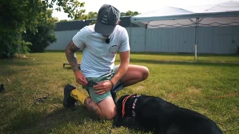 COMMENT J’ENTRAÎNE MES CHIENS COMPLÈTEMENT EN LAISSE!