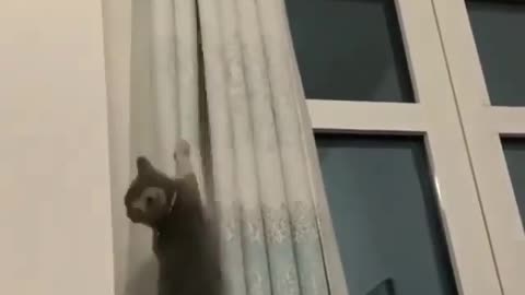 Funny cat 🐈