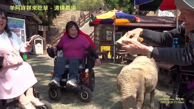 20210320 羊阿咩咩來吃草 － 清境農場