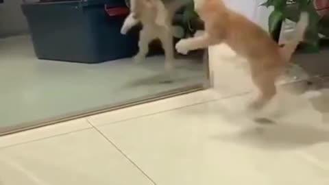 Funny Cats
