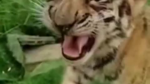 Cute tiger roaring
