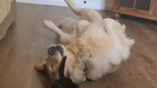 Golden and Kitty are Best Buds