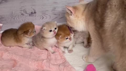 Cute baby cat
