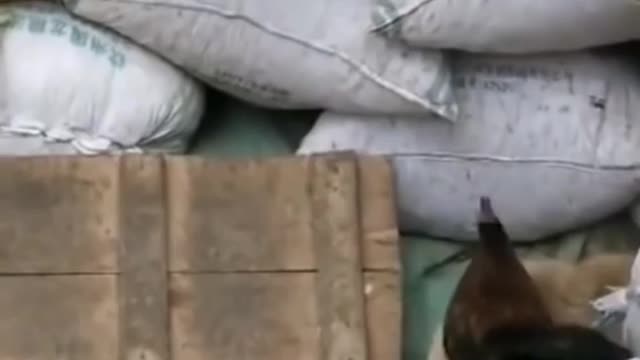 Chicken fight with dog