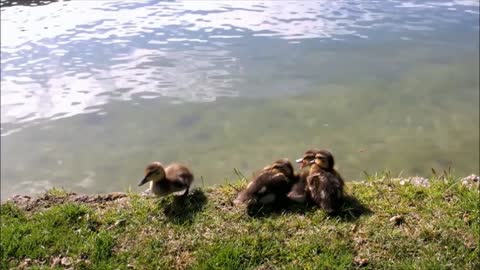 Duck baby sitting near see and try to swing in the water