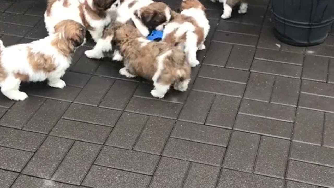 Brincando muitos