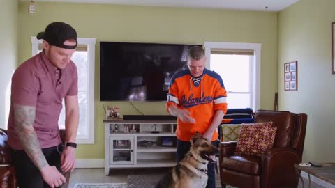 How to train your dog to leave your cat alone _ How to teach your dog and cat to get along