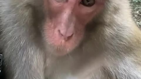 Monkey funny comedy video | Comedy video monkey
