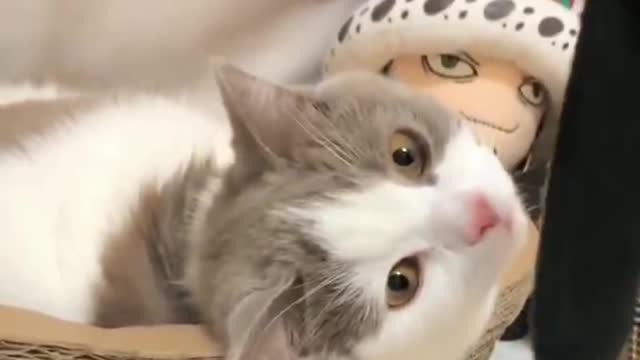 Baby Cats - Cute and Funny Cat Videos Compilation &2 || Cutest Kitten